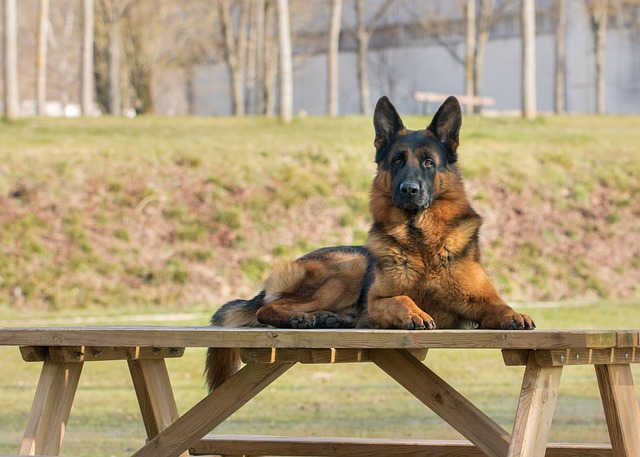 German Shepherd Everything You Need to Know