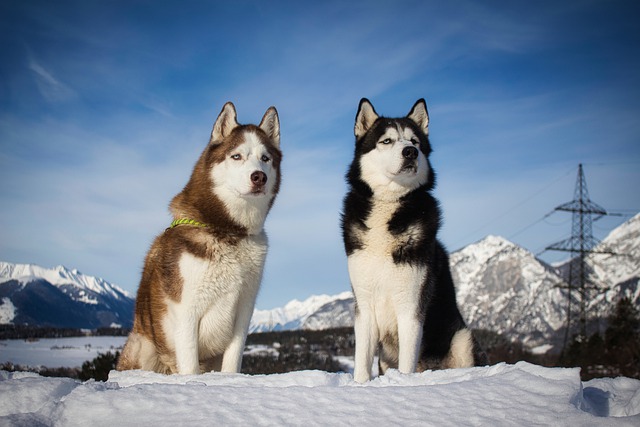 Know Before You Buy Husky Dogs and Puppies