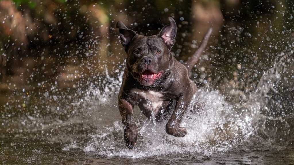 All About American Bully Dog (Pros and Cons)