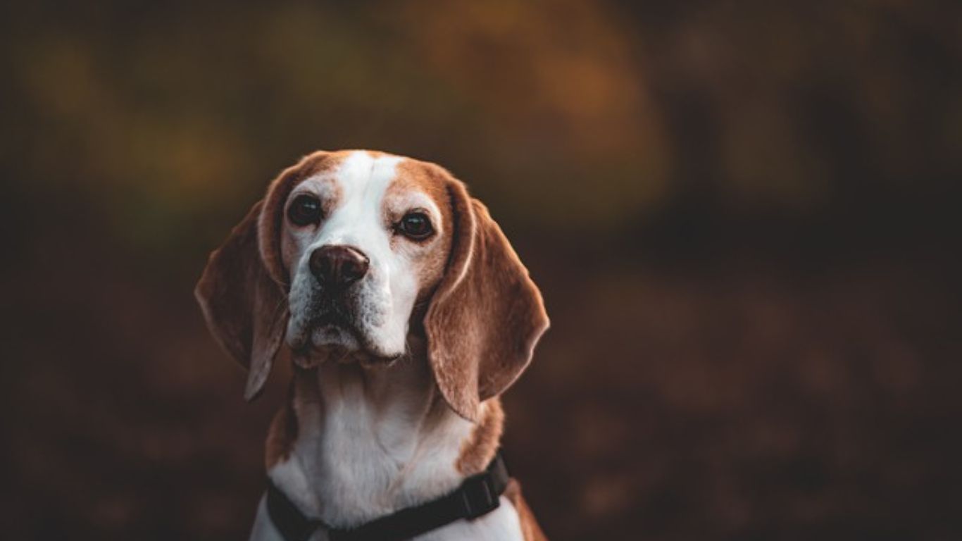 All About Beagle Dog