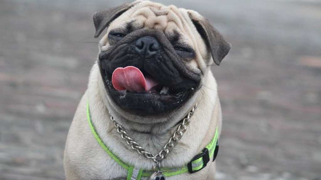 All About Pug Dog (Pros and Cons)