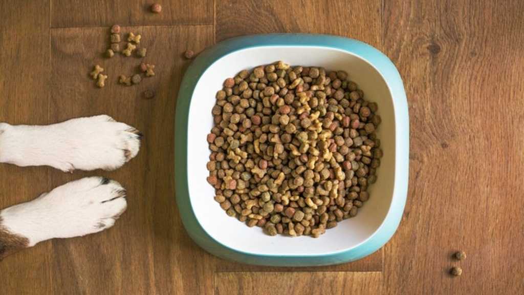 Best Dog Food in India