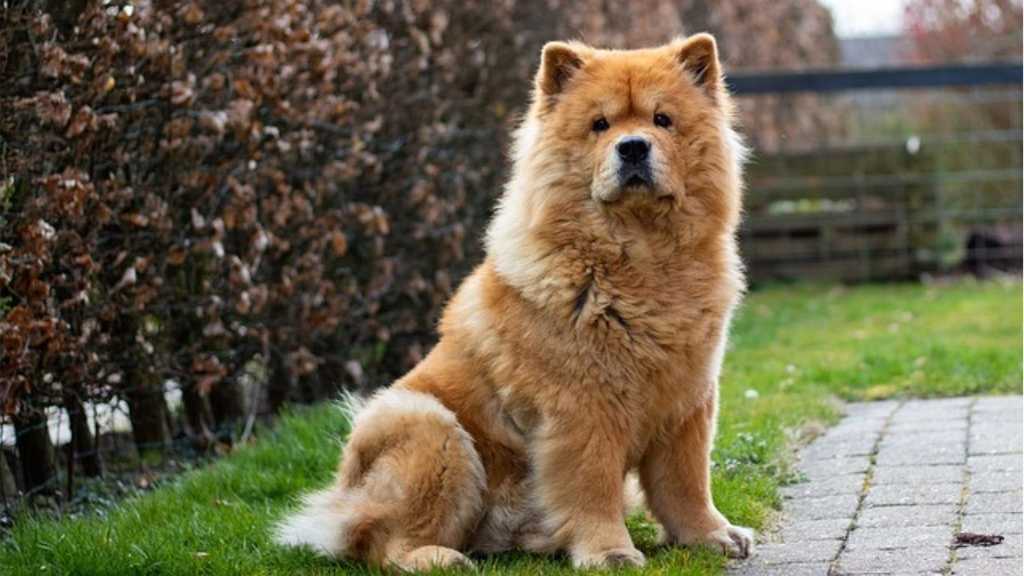 Chow Chow Price in India