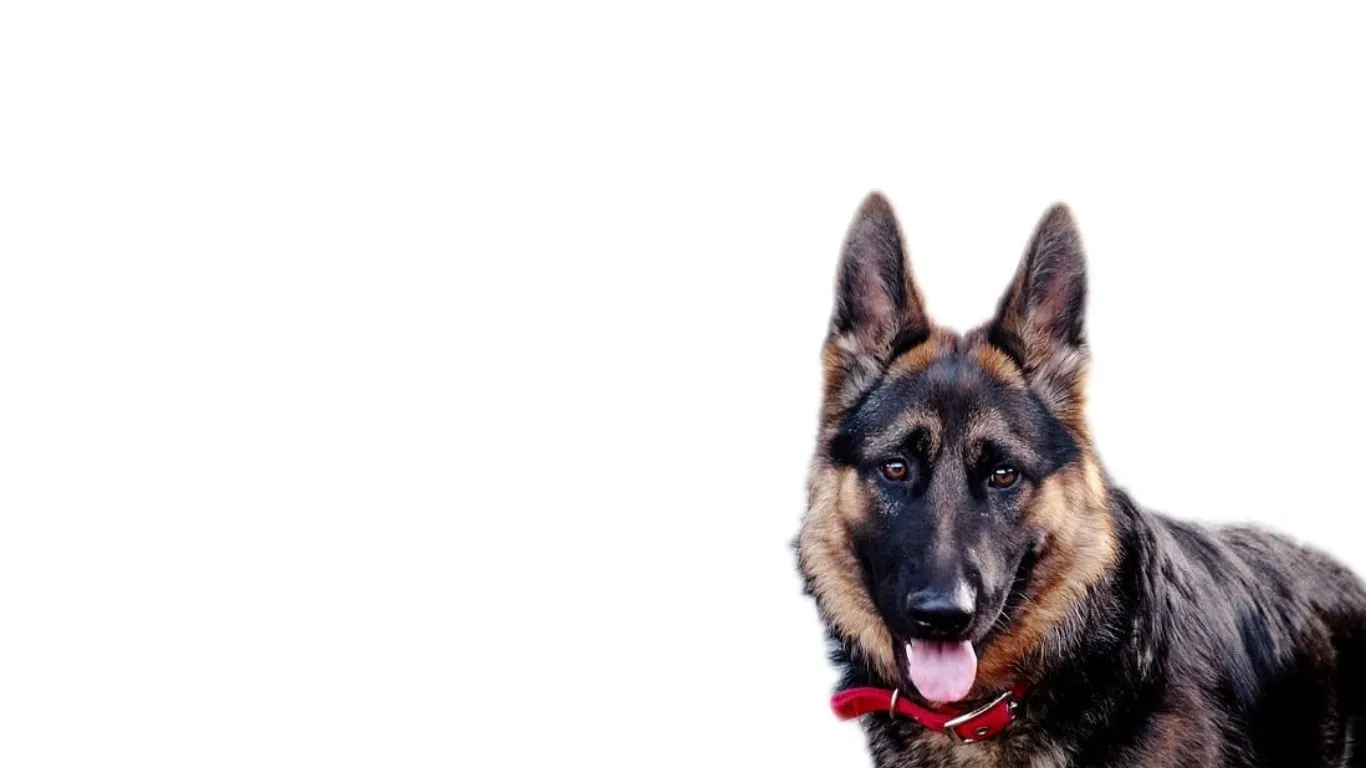 German Shepherds Price in Kerala