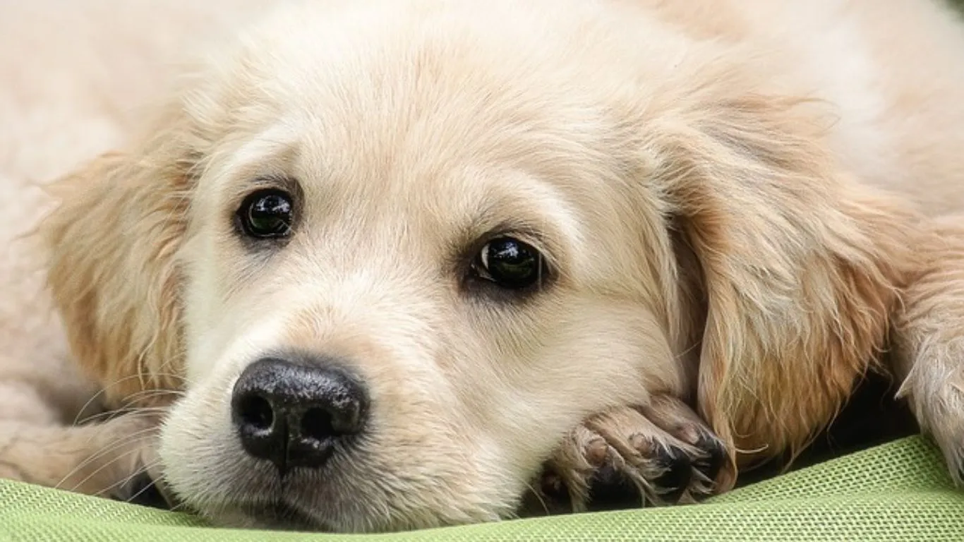 Golden Retriever Price in Bangalore