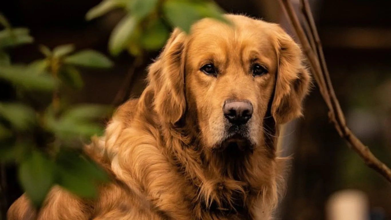 Golden Retriever Price in Hyderabad