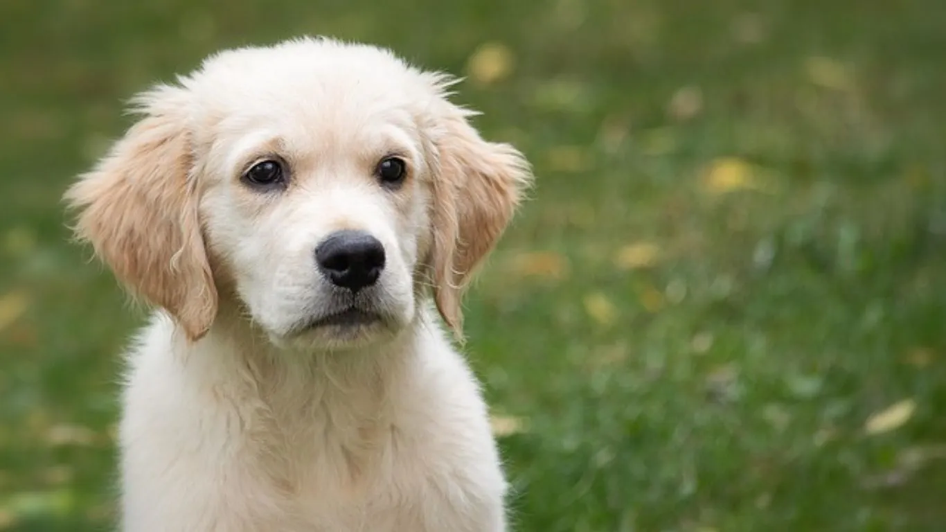 Golden Retriever Price in India