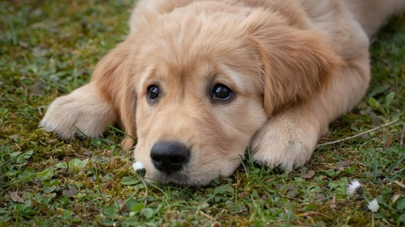 Golden Retriever Price in Kolkata