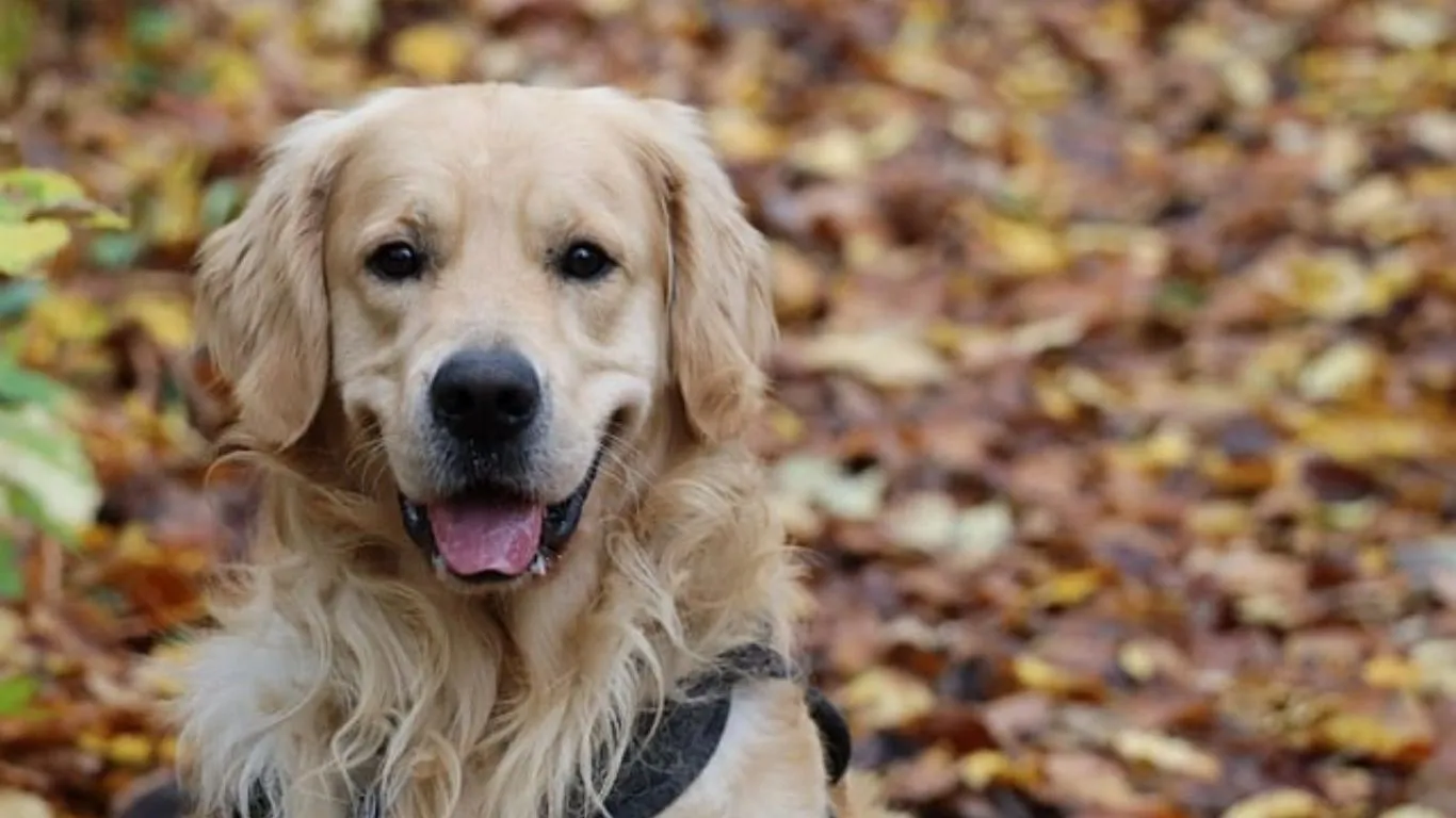 Golden Retriever Price in kerala