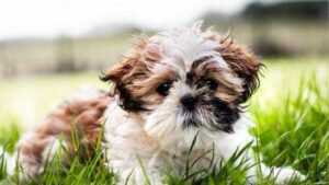 Know Before You Buy Shih Tzu 