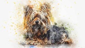 Yorkshire Terrier Price in India